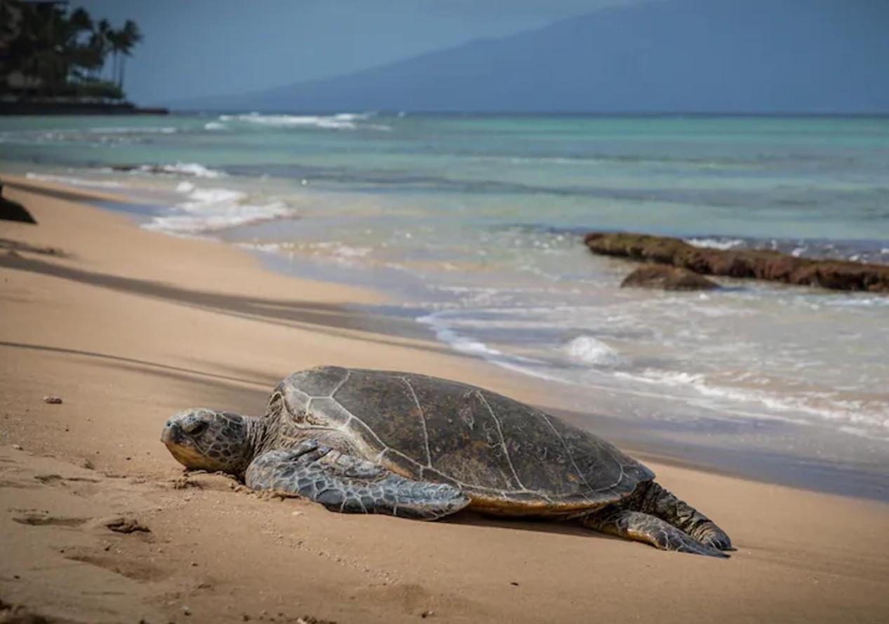Central Kihei Gem! 3-Min Walk To The Beach & Shops Wailea  Extérieur photo